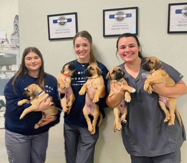 Mockup File - MAC Animal Hospital staff corner of modern building