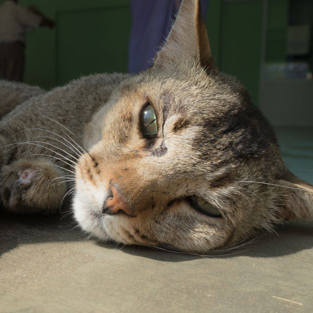 Close-up of a sleepy cat Dog rests head on floor