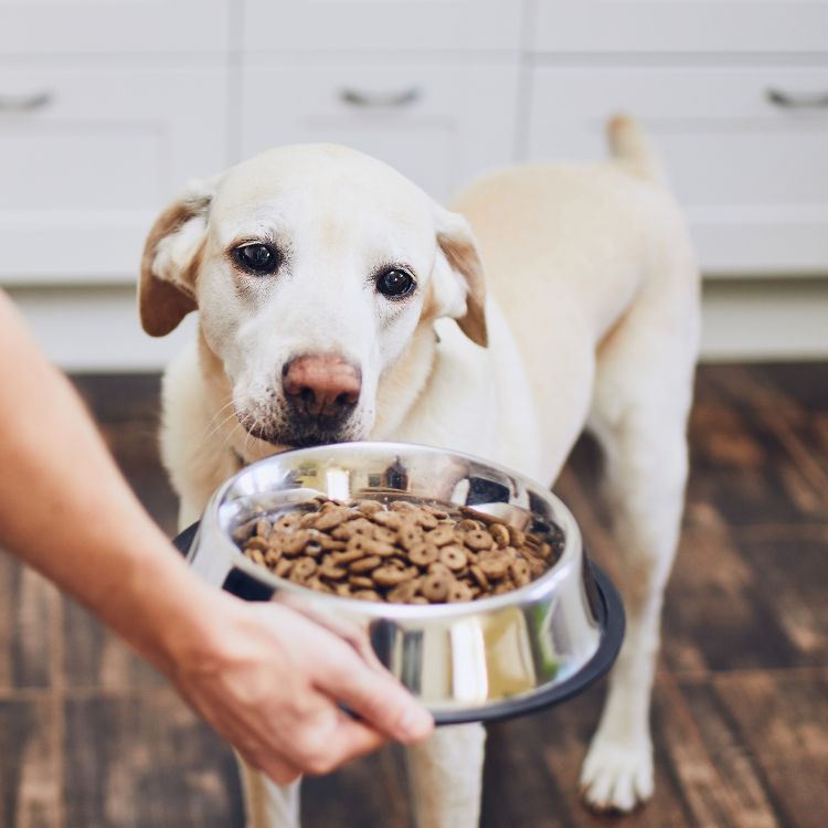 Dog expecting bowl of food Dog expecting bowl of food