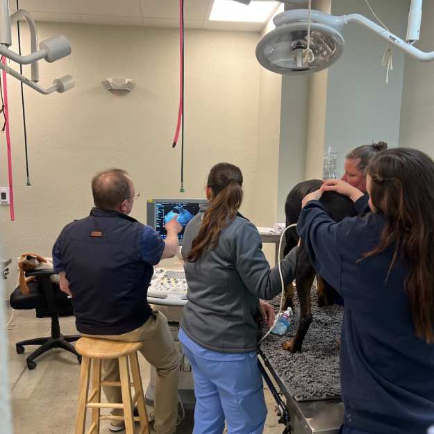 MAC Animal Hospital staff holding puppies corner of modern building
