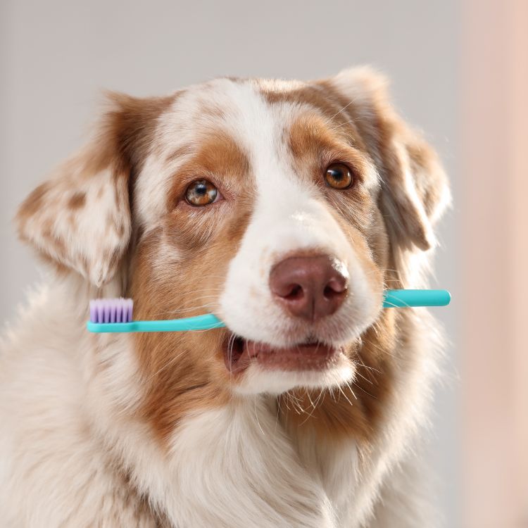 Dog holding a toothbrush Dog holding a toothbrush