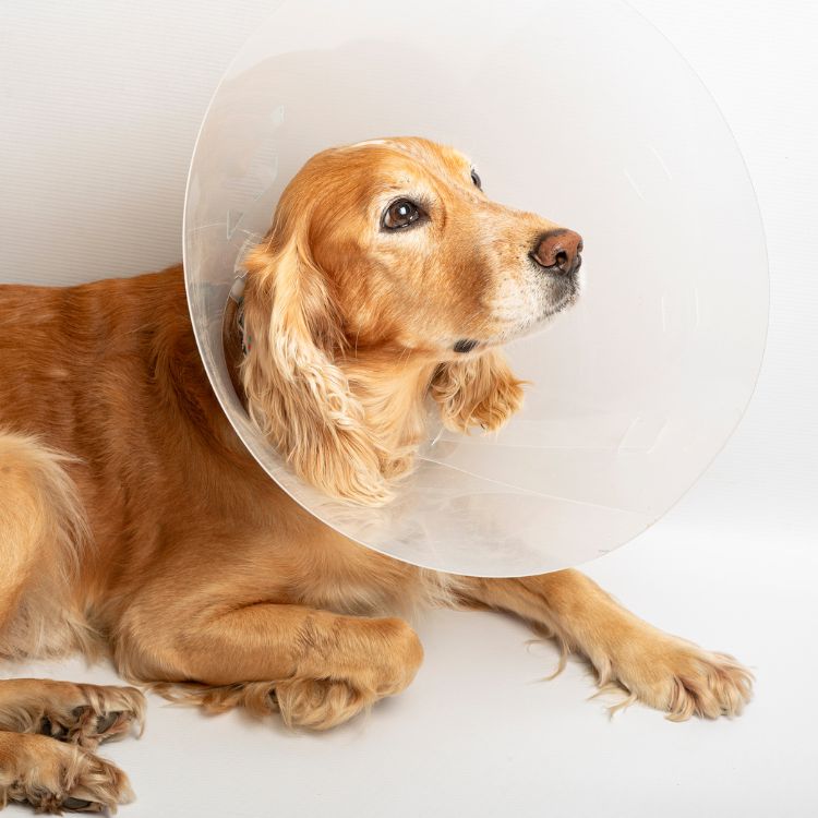 Dog in cone looks upward Dog in cone looks upward