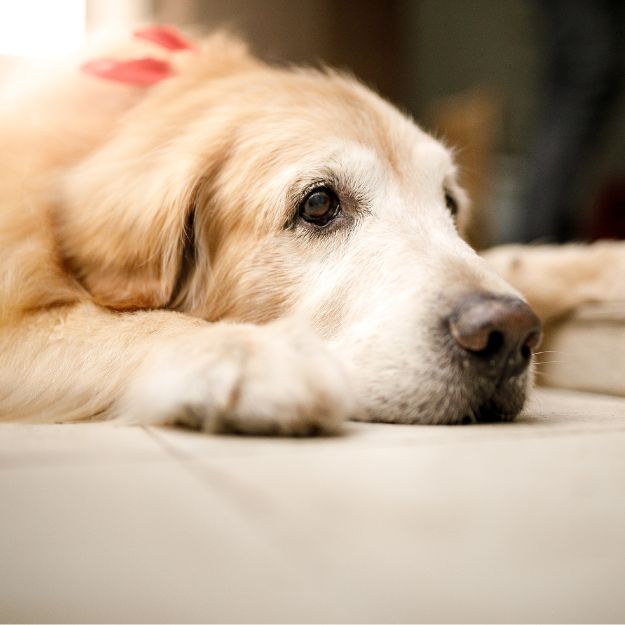 Dog rests head on floor Dog rests head on floor