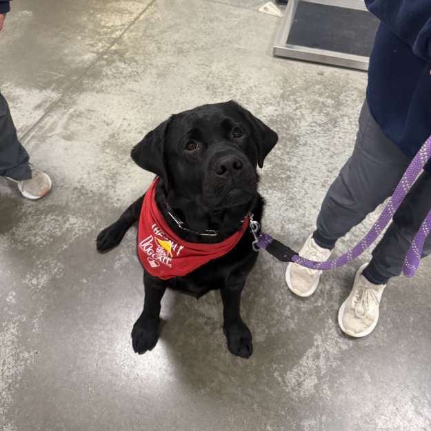 MAC Animal Hospital staff holding puppies corner of modern building