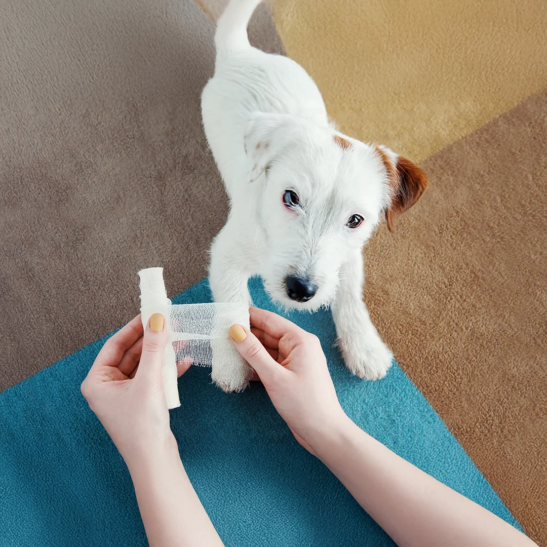 MAC Animal Hospital staff holding puppies corner of modern building
