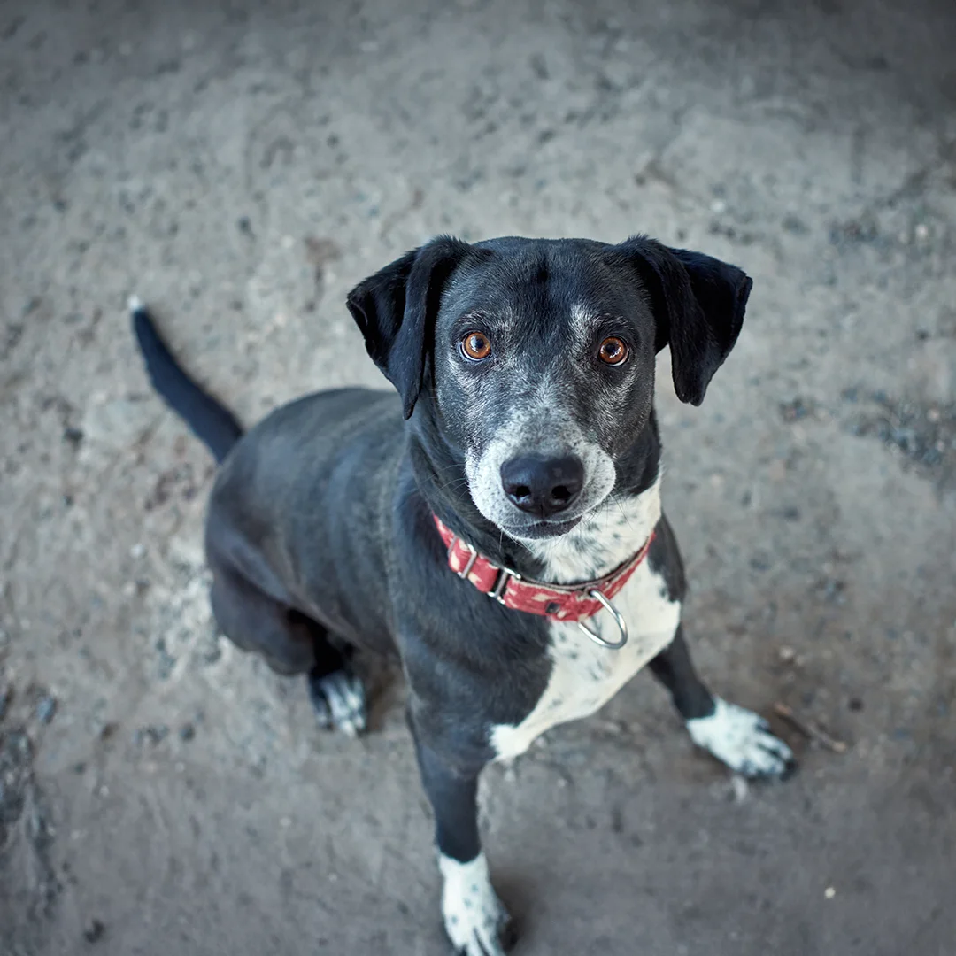 Black and White Dog with Red Collar Sitting Outdoors