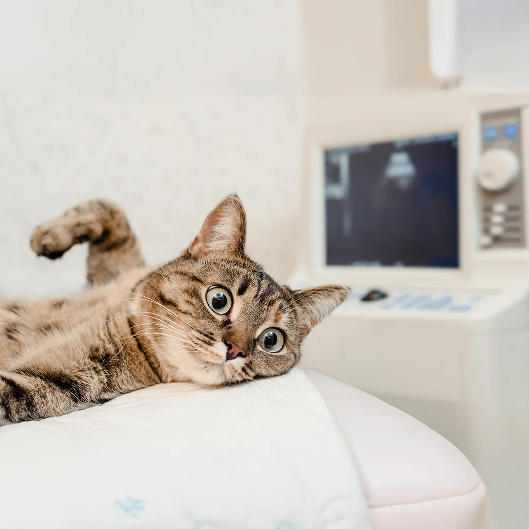 Cat During Veterinary Ultrasound Exam Happy dog in pool with vest