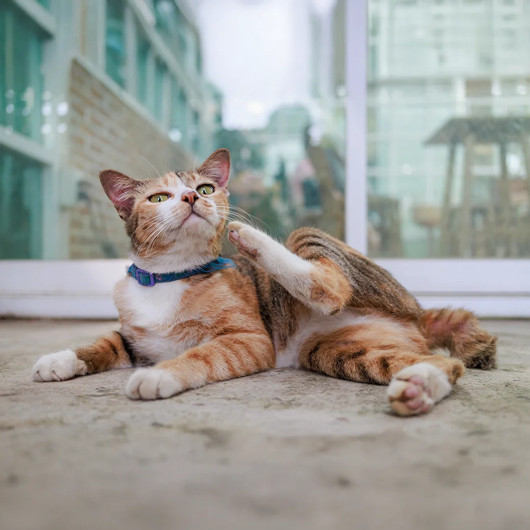 Cat Scratching Itself Outdoors Happy dog outdoors on log