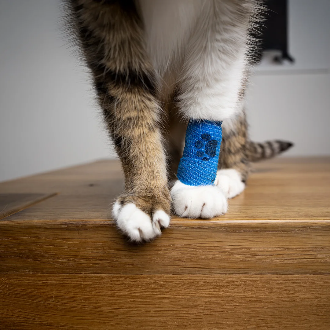 Cat with Blue Bandage on Leg Fluffy white dog lying in grass