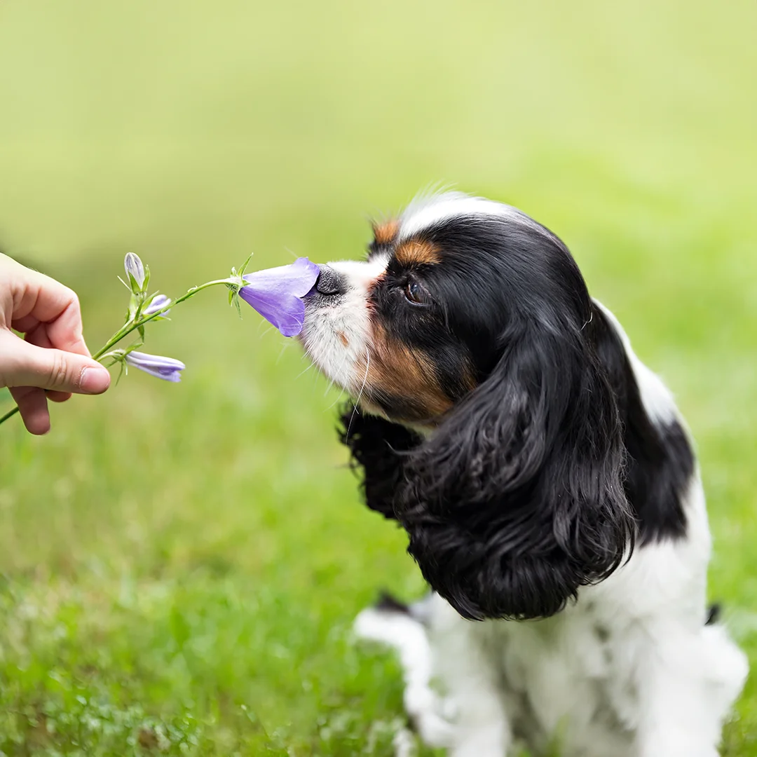 MAC Animal Hospital staff holding puppies corner of modern building