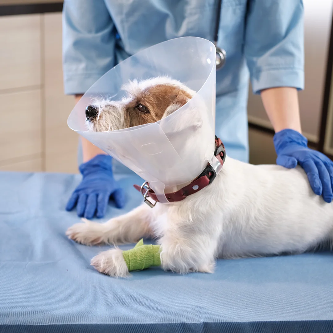 Dog Wearing Recovery Cone at Veterinary Clinic Dog in cone looks upward