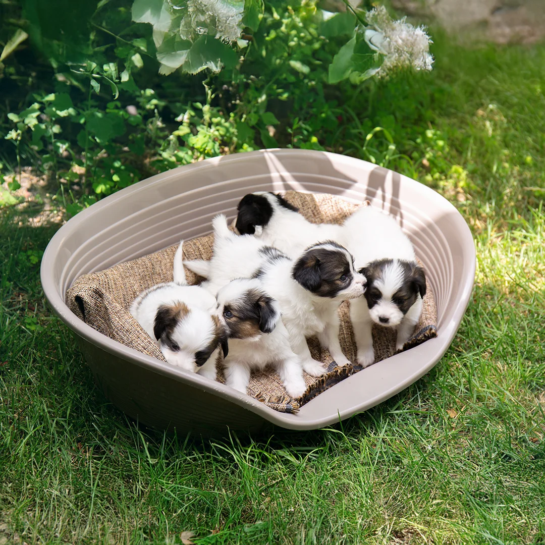 MAC Animal Hospital staff holding puppies corner of modern building