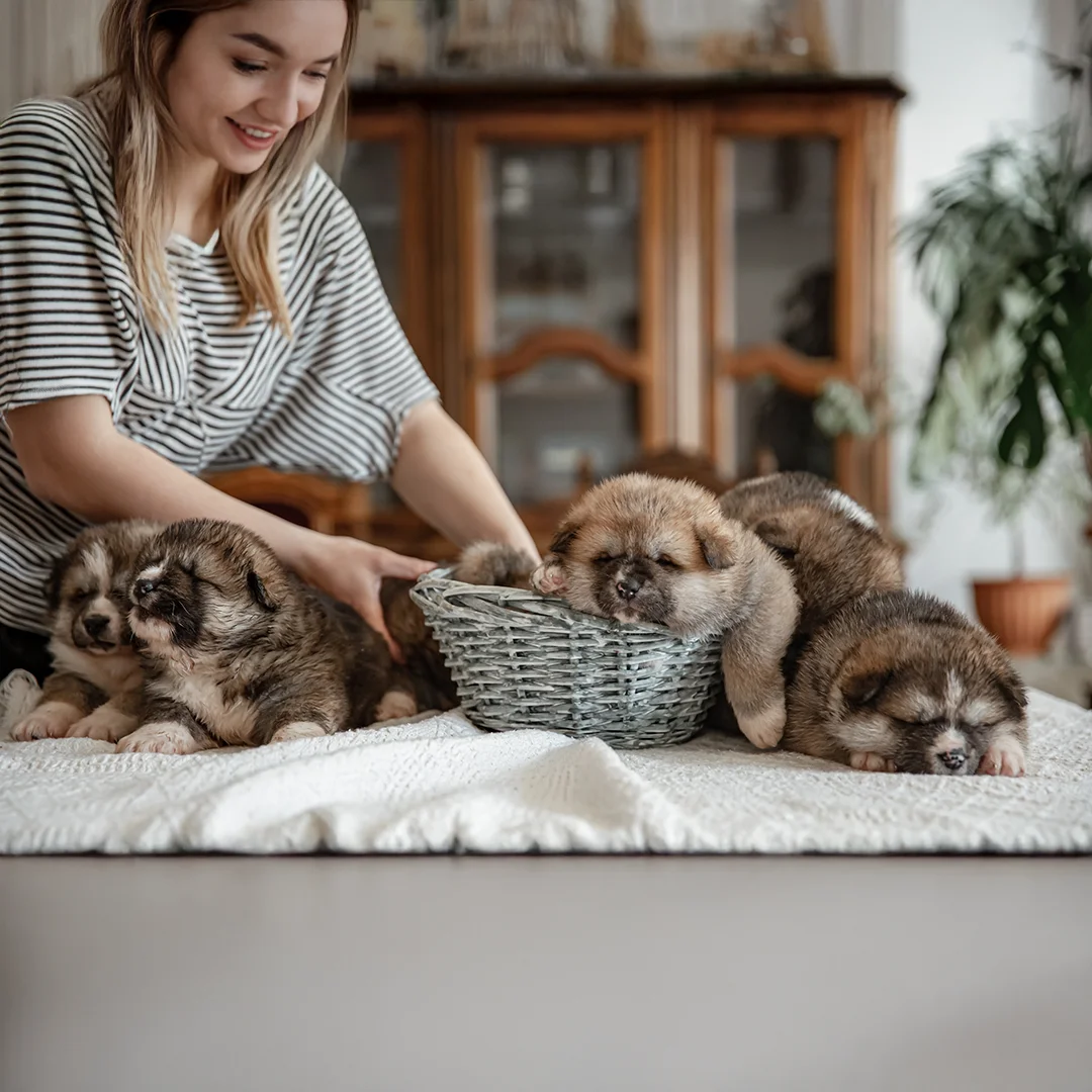 Fluffy Newborn Puppies Resting Together