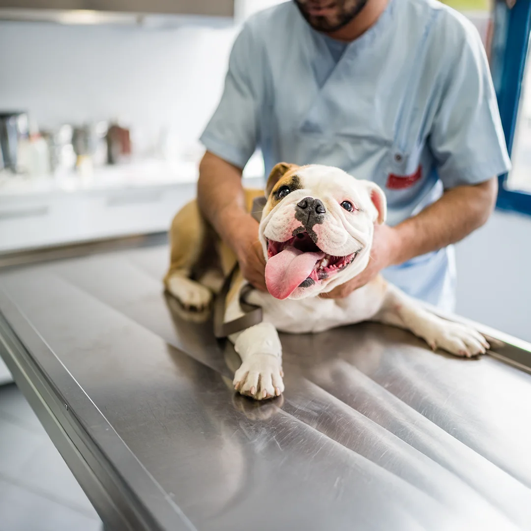 Happy Bulldog at Vet Exam Smiling pit bull on lawn
