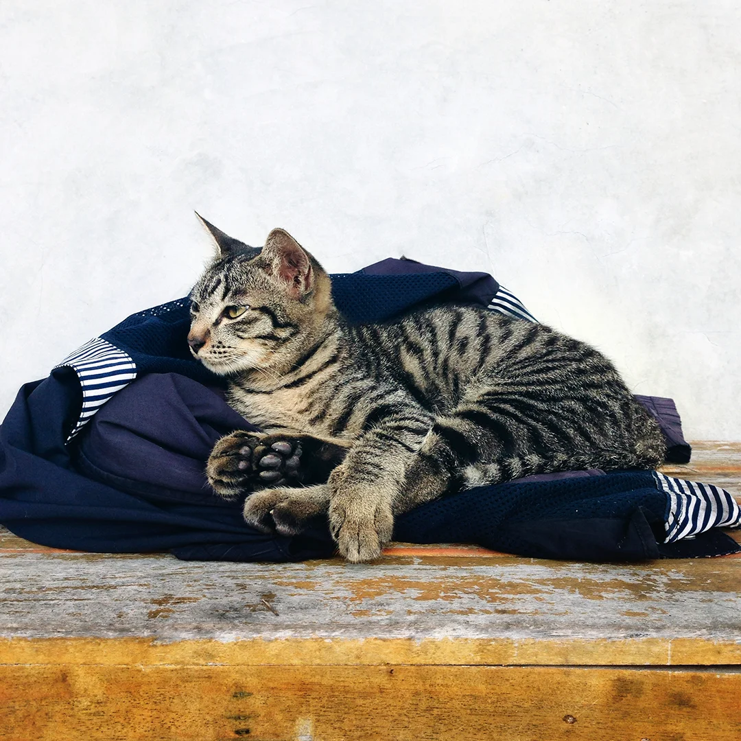 Relaxed Tabby Cat Resting on Clothes