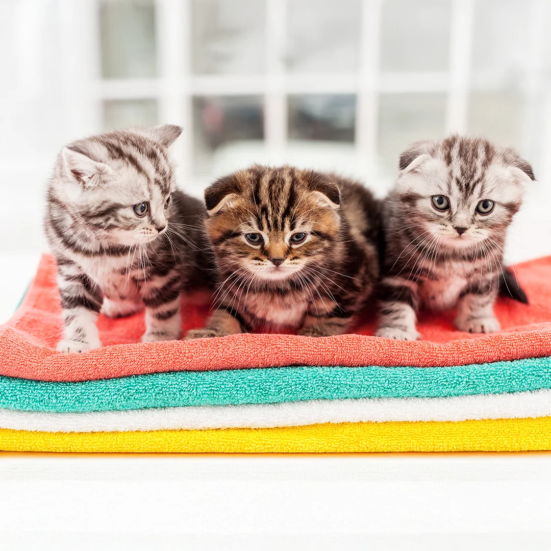 Three Adorable Kittens on Colorful Towels