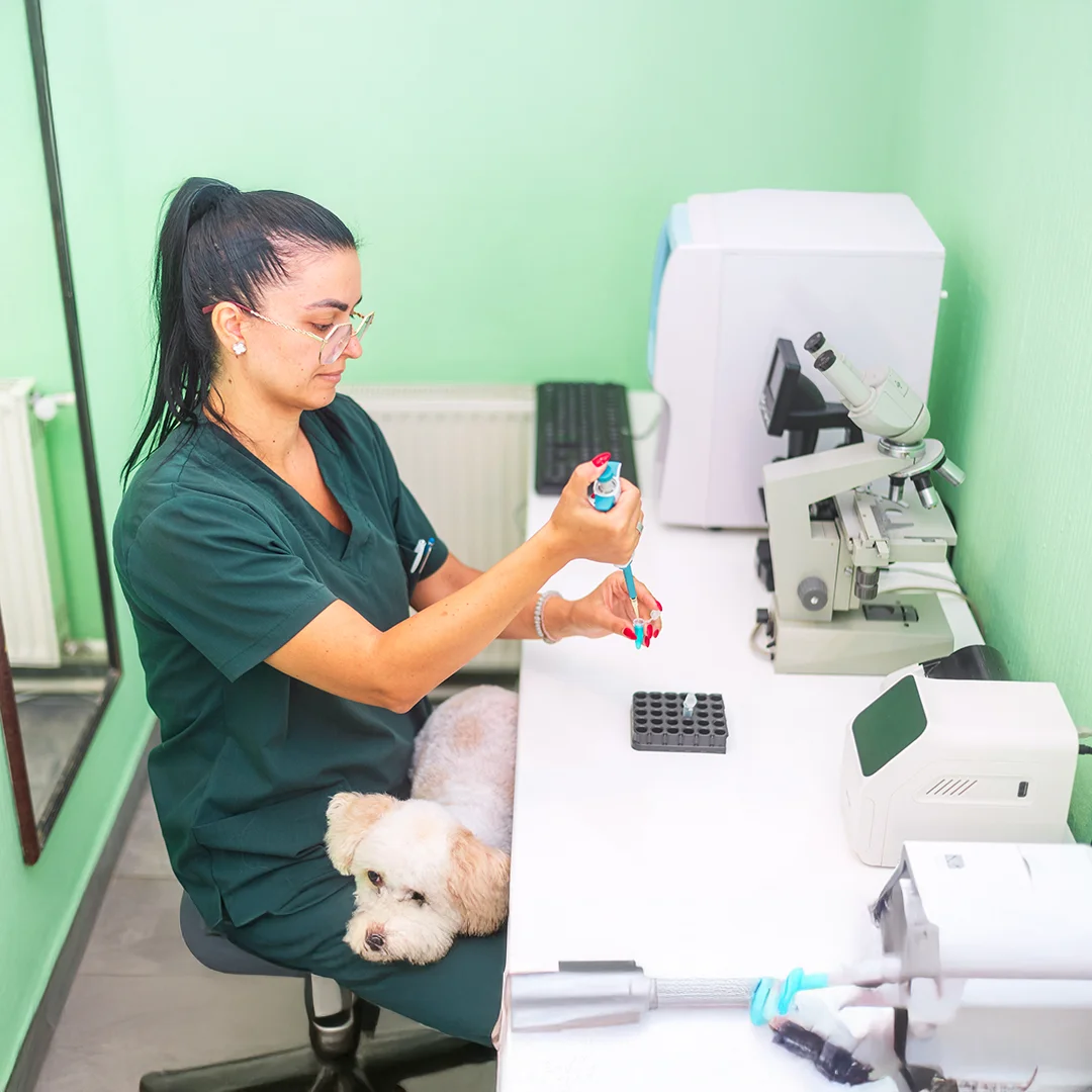 Veterinarian Conducting Lab Test with Dog Nearby Happy dog in pool with vest